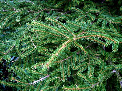 Doğu ladini (Picea orientalis)