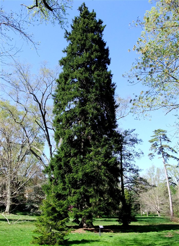 A photograph of Picea orientalis.