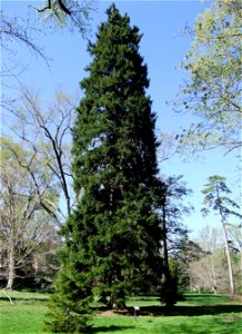 A photograph of Picea orientalis.