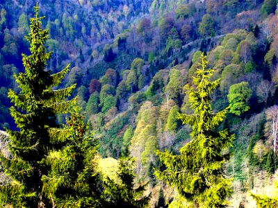 Doğu Karadeniz ve Orman