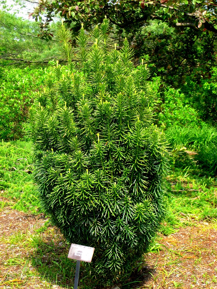 Cephalotaxus harringtonii 'Fastigiata', Tower Hill Botanic Garden, Boylston, Massachusetts, USA.