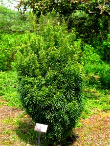 Cephalotaxus harringtonii 'Fastigiata', Tower Hill Botanic Garden, Boylston, Massachusetts, USA.