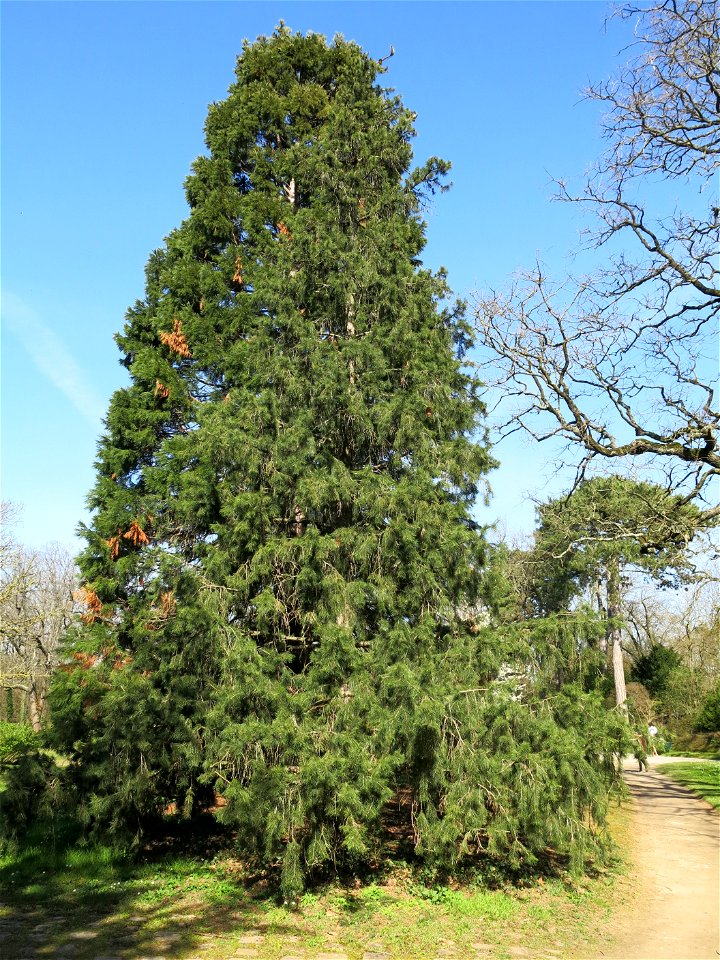 Himalayan spruce in the park of Bagatelle (Bois de Boulogne, France).