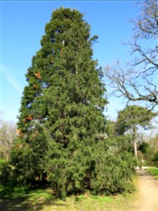 Himalayan spruce in the park of Bagatelle (Bois de Boulogne, France).