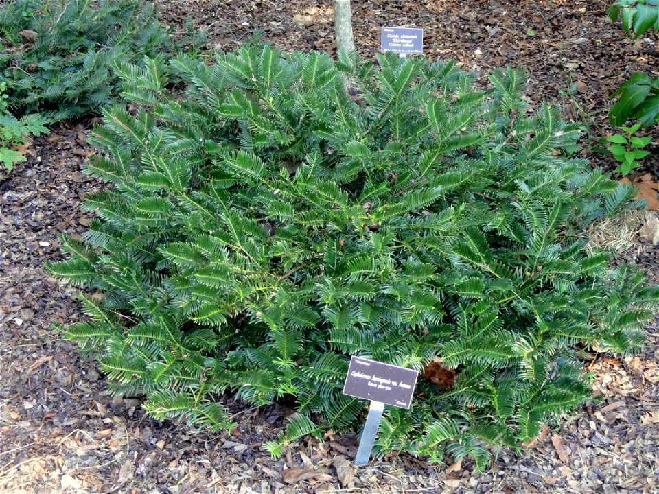 Cephalotaxus harringtonii var. koreana specimen in the J. C. Raulston Arboretum (North Carolina State University), 4415 Beryl Road, Raleigh, North Carolina, USA.