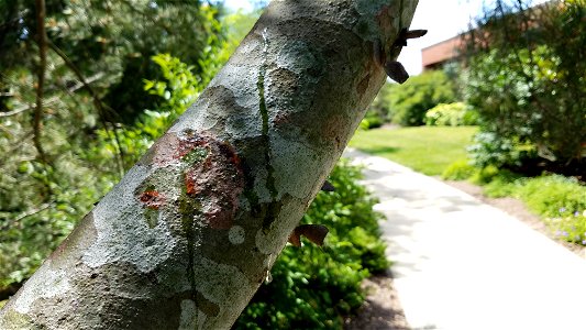 Chadwick Arboretum and Learning Gardens

Columbus, Ohio
