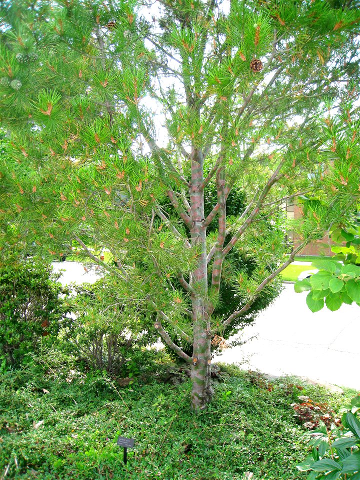 Lacebark Pine (Pinus bungeana) at Cleveland Botanical Garden, Cleveland, Ohio, USA.