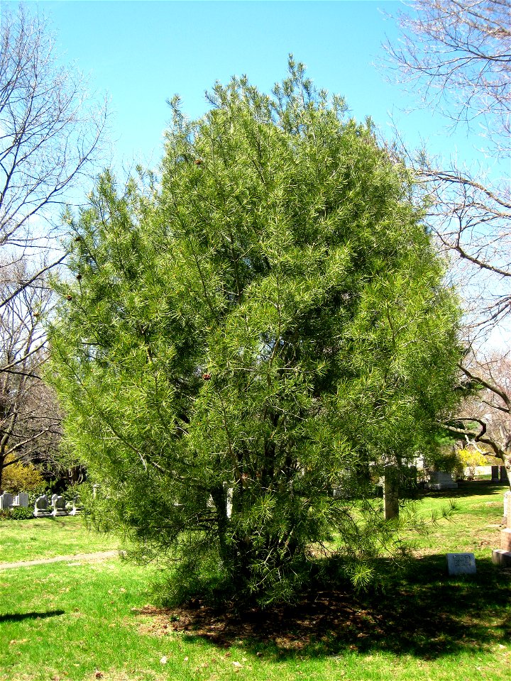 Pinus bungeana, Mount Auburn Cemetery, Cambridge, Massachusetts, USA.