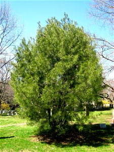 Pinus bungeana, Mount Auburn Cemetery, Cambridge, Massachusetts, USA.