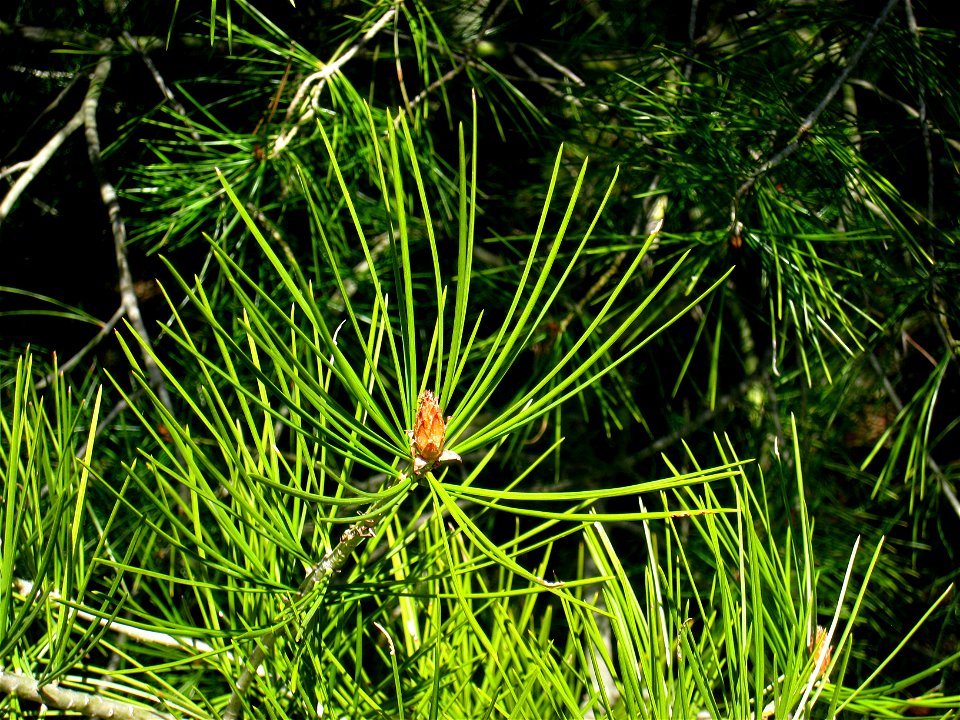 Pinus bungeana, Mount Auburn Cemetery, Cambridge, Massachusetts, USA.