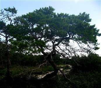 Sand Pine Pinus clausa  in Florida scrub habitat in St. Joseph Peninsula State Park, Gulf County, Florida.