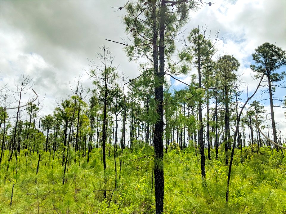 Pinus serotina, Carteret County, North Carolina, USA