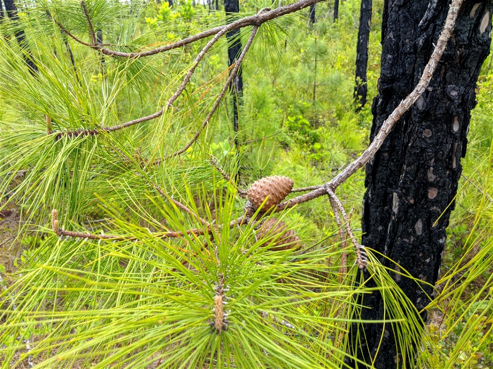 Pinus serotina, Carteret County, North Carolina, USA