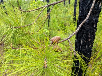 Pinus serotina, Carteret County, North Carolina, USA