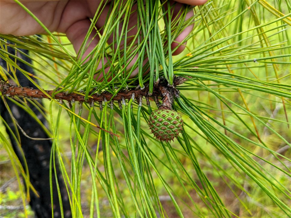 Pinus serotina, Carteret County, North Carolina, USA