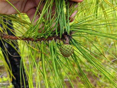Pinus serotina, Carteret County, North Carolina, USA