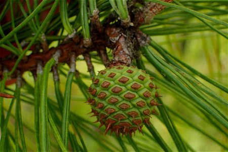 Pinus serotina, Carteret County, North Carolina, USA