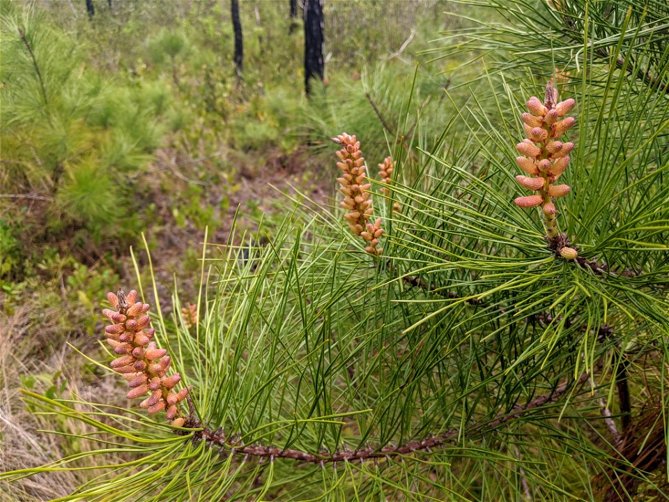 Pinus serotina, Carteret County, North Carolina, USA