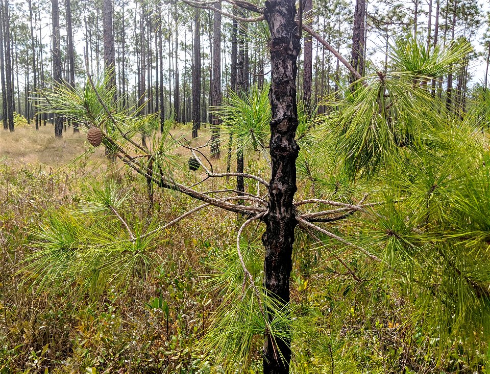 Pinus serotina, Carteret County, North Carolina, USA