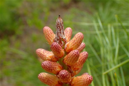 Pinus serotina, Carteret County, North Carolina, USA