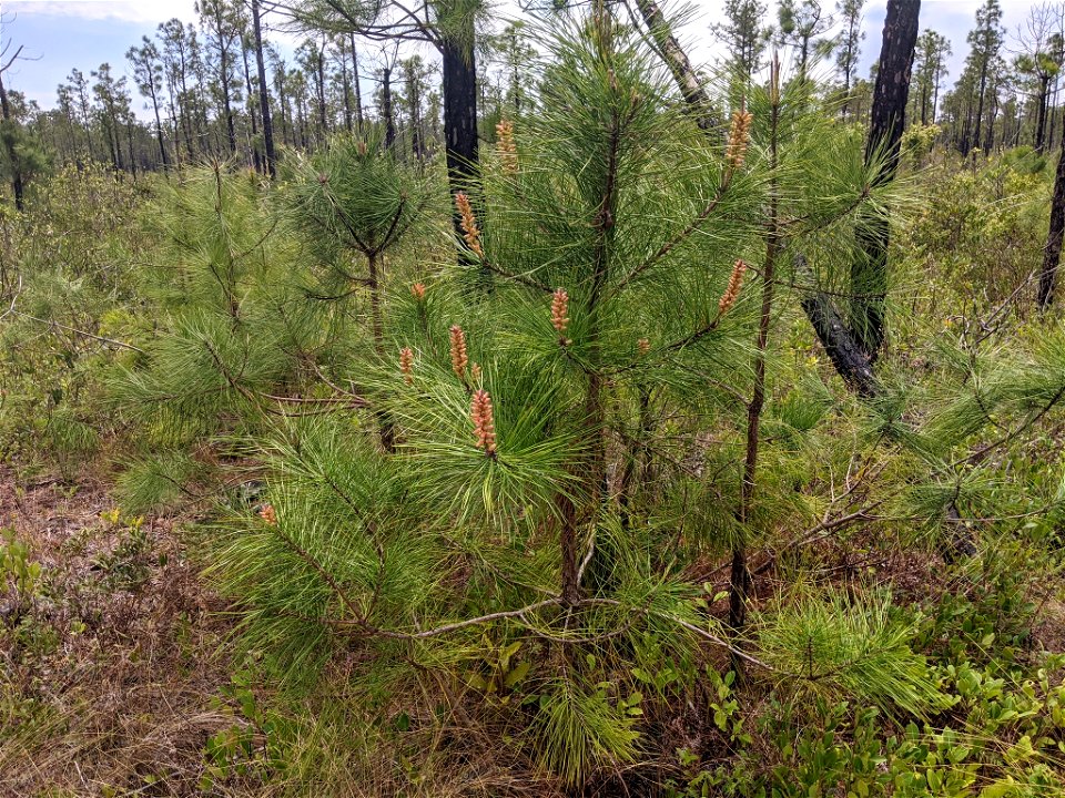 Pinus serotina, Carteret County, North Carolina, USA