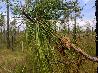 Pinus serotina, Carteret County, North Carolina, USA