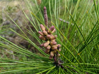 Pinus serotina, Carteret County, North Carolina, USA