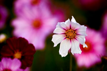 Field bloom garden
