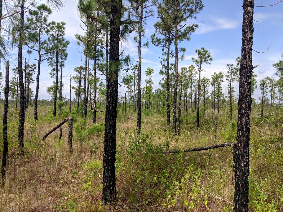 Pinus serotina, Carteret County, North Carolina, USA