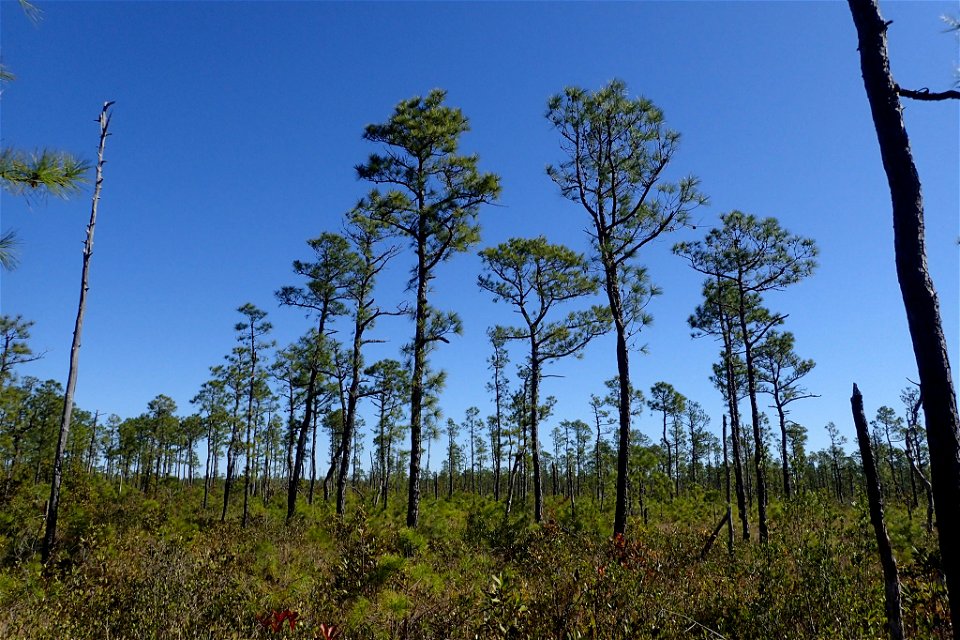 Pinus serotina, Carteret County, North Carolina, USA