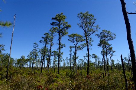 Pinus serotina, Carteret County, North Carolina, USA