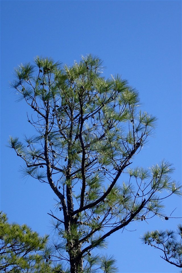 Pinus serotina, Carteret County, North Carolina, USA