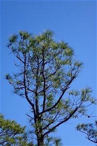 Pinus serotina, Carteret County, North Carolina, USA