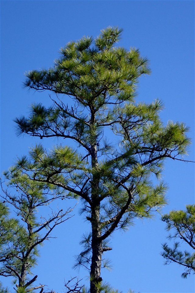 Pinus serotina, Carteret County, North Carolina, USA