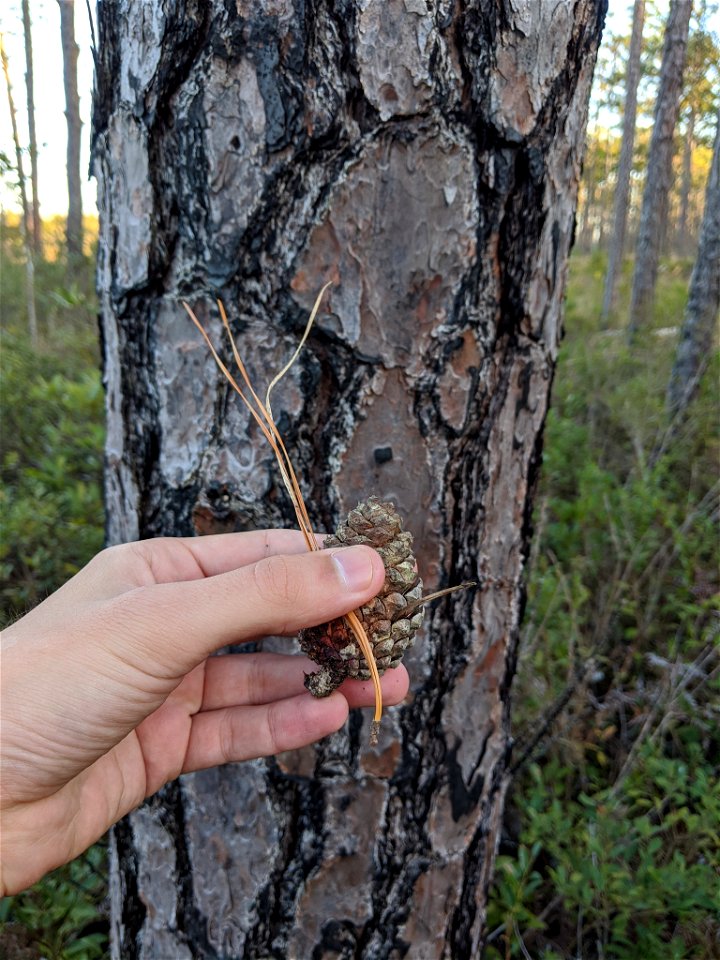 Pinus serotina, Carteret County, North Carolina, USA