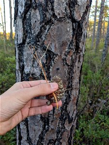 Pinus serotina, Carteret County, North Carolina, USA