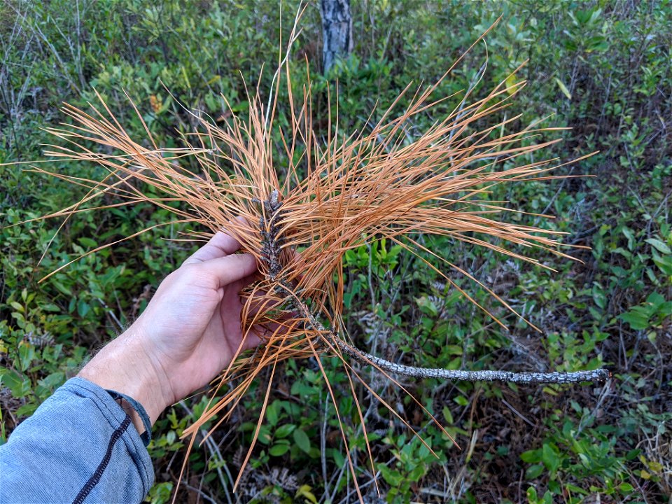 Pinus serotina, Carteret County, North Carolina, USA