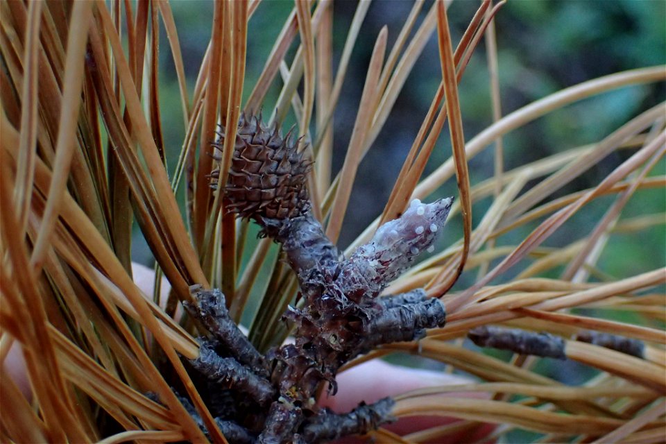 Pinus serotina, Carteret County, North Carolina, USA