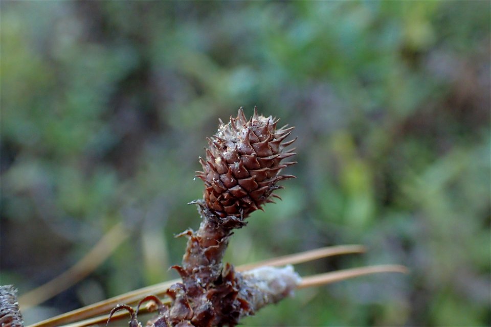 Pinus serotina, Carteret County, North Carolina, USA