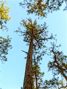 Pinus serotina, Carteret County, North Carolina, USA