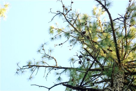Pinus serotina, Carteret County, North Carolina, USA