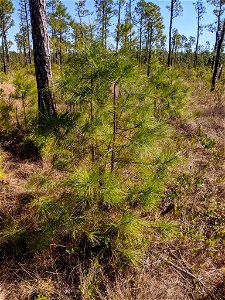 Pinus serotina, Carteret County, North Carolina, USA