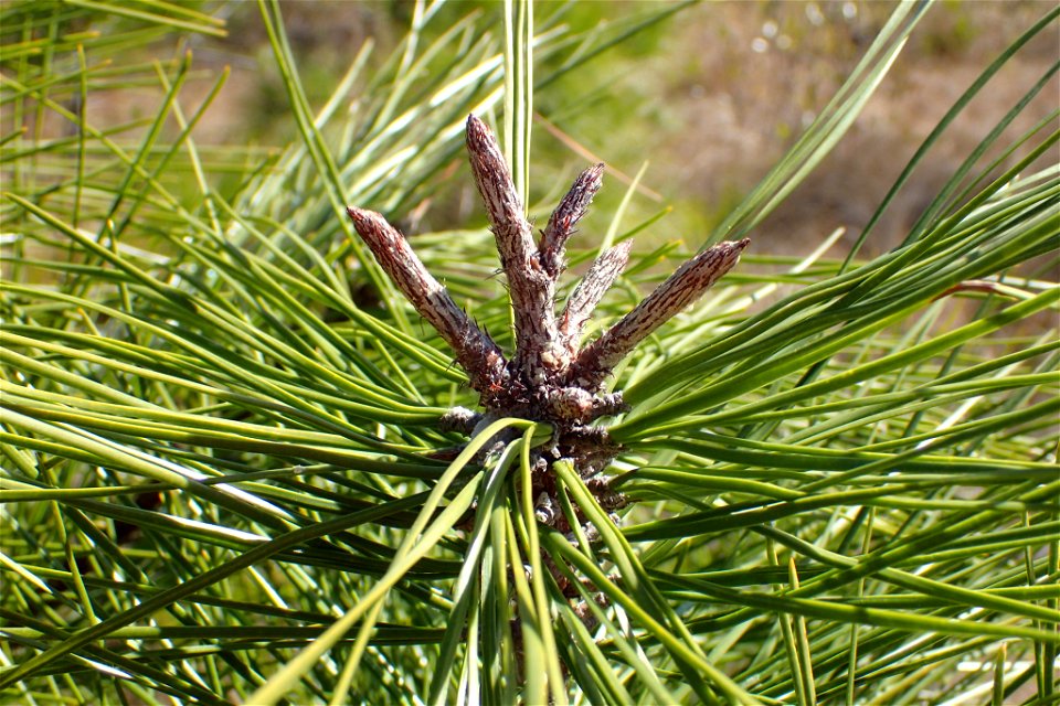 Pinus serotina, Carteret County, North Carolina, USA