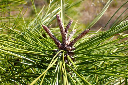 Pinus serotina, Carteret County, North Carolina, USA