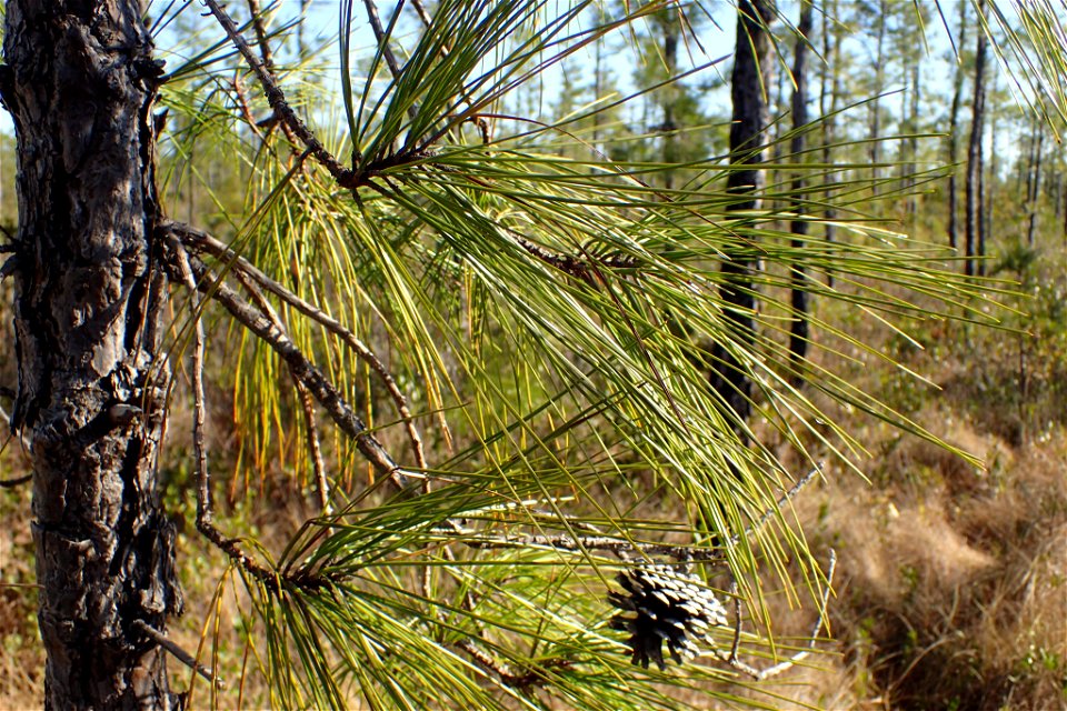 Pinus serotina, Carteret County, North Carolina, USA