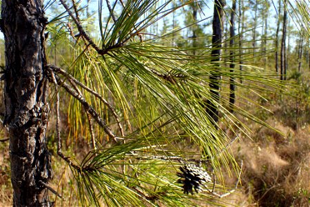 Pinus serotina, Carteret County, North Carolina, USA