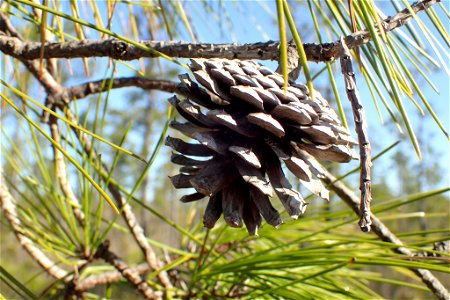 Pinus serotina, Carteret County, North Carolina, USA