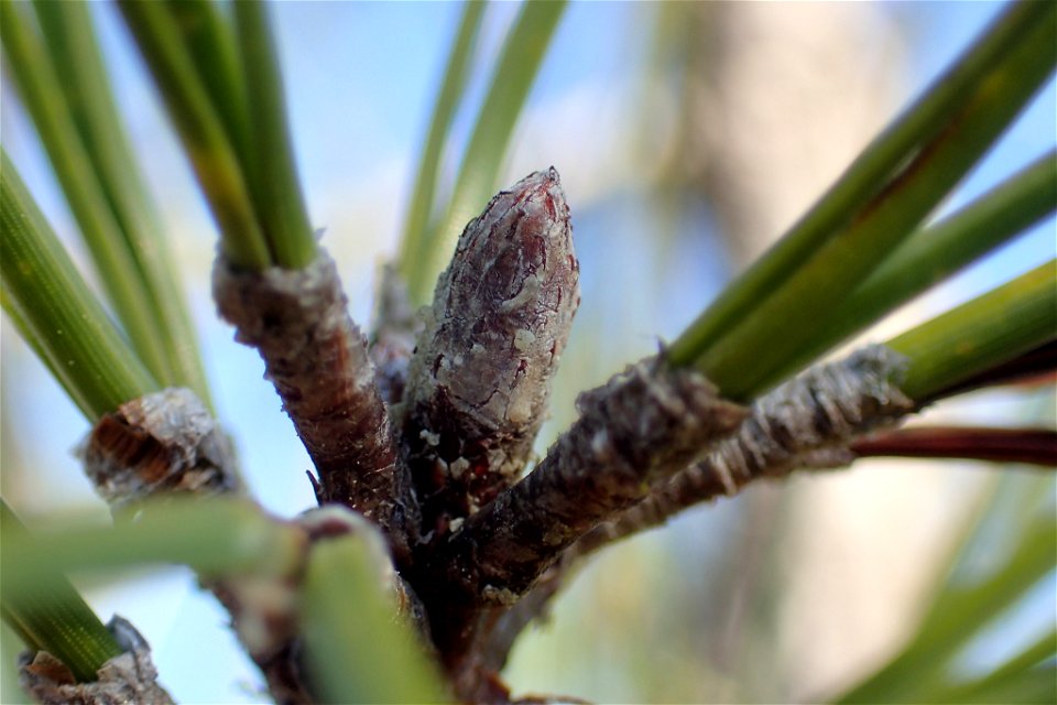 Pinus serotina, Carteret County, North Carolina, USA