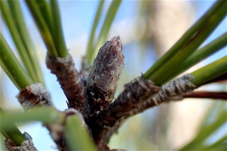 Pinus serotina, Carteret County, North Carolina, USA