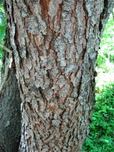 A picture of the bark of Pinus serotina. The tree depicted in the photograph was found in the Lewis W. Barton Arboretum and Nature Preserve at Medford Leas. I'm not certain which subspecies this tree 